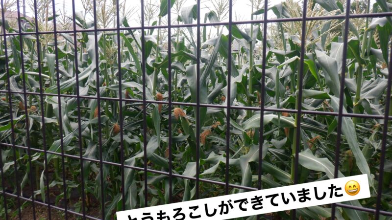 今日の幼児組