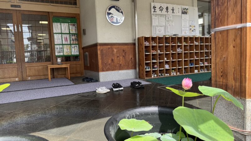 ハスの花　開花しました